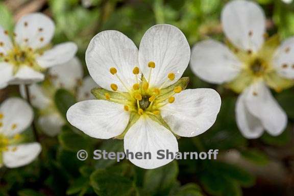 potentilla davurica 4 graphic